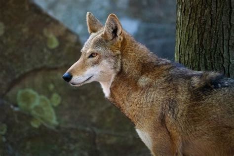 Red Wolves—once Extinct In Wild—howl At Sky In Beautiful Rare Footage