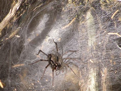 Blue Jay Barrens Spider