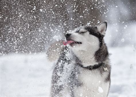 10 Dog Breeds That Love The Winter Stacker