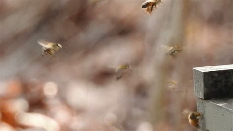 Honey Bees Flying In Slow Motion Youtube