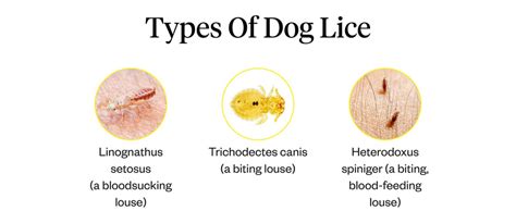 How Do Dogs Get Dog Lice