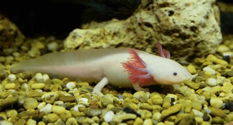 The new minecraft axolotl mob is by far the cutest thing added in minecraft 1.17. Axolotl Colors: What Axolotl Morphs Exist? | Keeping ...