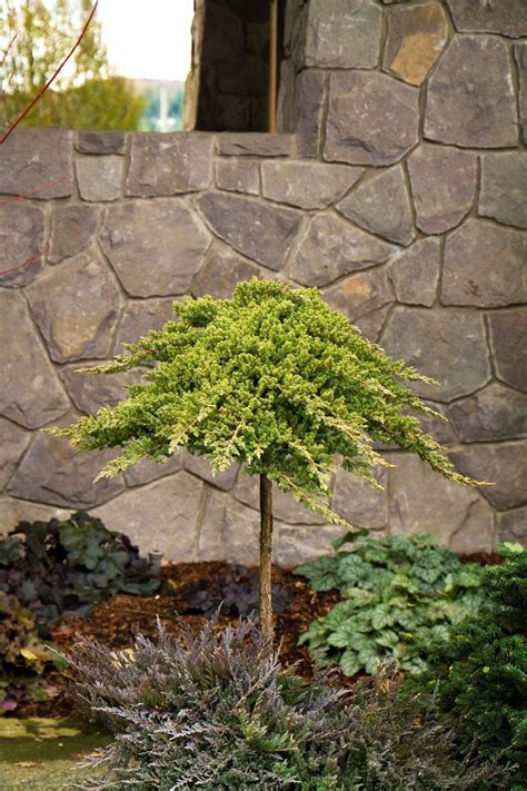 Dwarf Japanese Garden Juniper Achieves Gold Standard For Dense Water