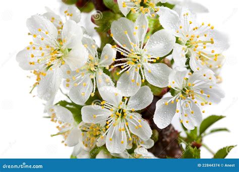 Drops On Spring Blossoms Stock Photo Image Of Cherry 22844374