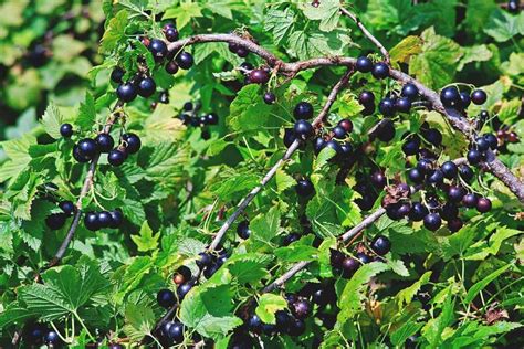 Black Currants Varieties Growing Guide Care Problems And Harvest