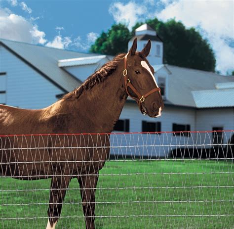 Best Steel Mesh For Horse Fencing Comparing 5 Top Options