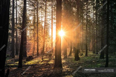 Sunbeams Through Trees In Woods — Copy Space Sunlight Stock Photo