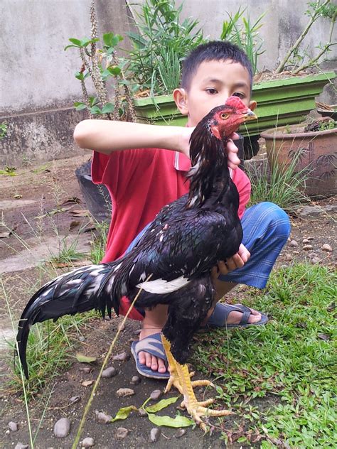 Faiz Farm Baka Ayam Baik Dan Besar
