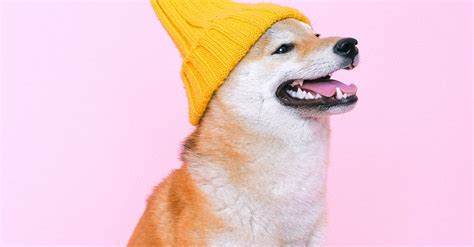 Shiba Wearing Hat Shiba Inu Wearing Beanie Hat · Free Stock Photo