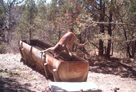 The 9 Scariest Game Camera Pictures of All Time - Wide Open Spaces