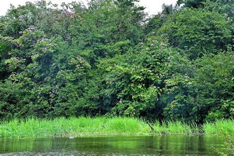 Exploring The Amazon Rainforest Manaus Brazil Encircle Photos