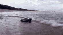 Baby Turtle National Geographic GIF Baby Turtle National Geographic