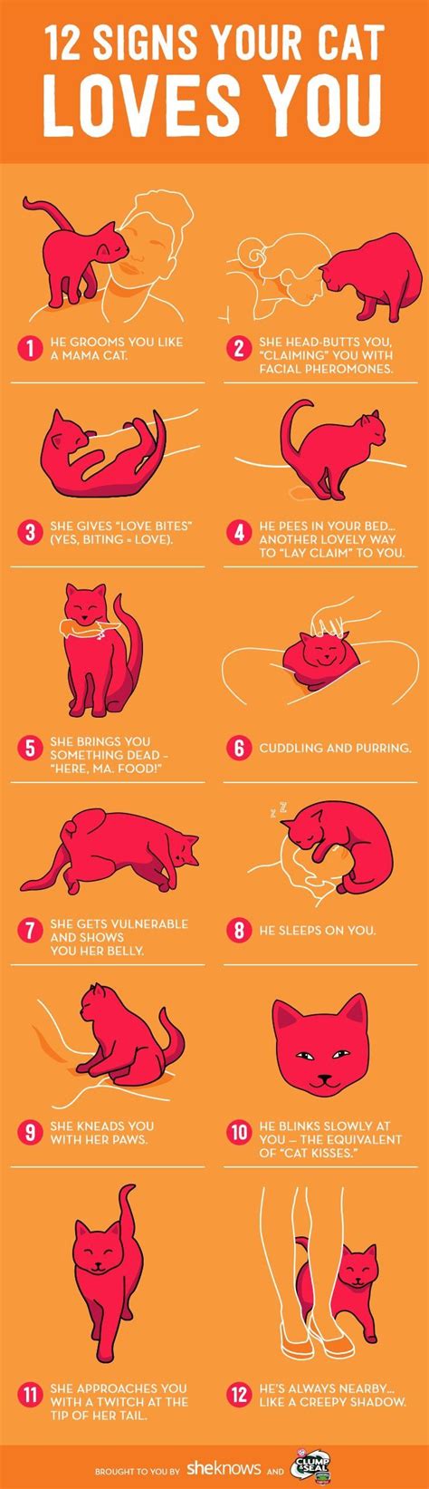 Pin By Adele Conticello On Cats Cat Behavior Cat Love Kittens