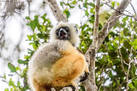 Diademed Sifaka Propithecus Diadema This Large Lemur Is Flickr