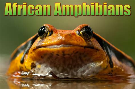 African Amphibians List With Pictures And Facts Amazing