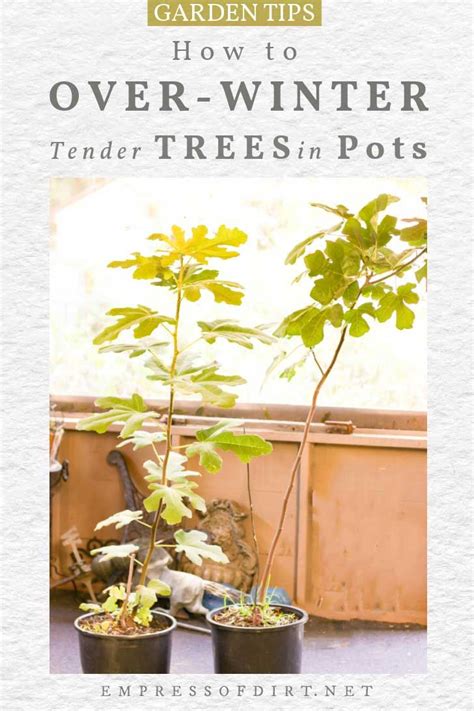 How To Overwinter Potted Trees And Prepare Them For Spring Potted