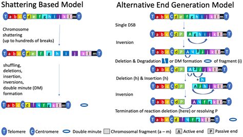 Ijms Free Full Text Chromosomal Rearrangements And Chromothripsis The Alternative End