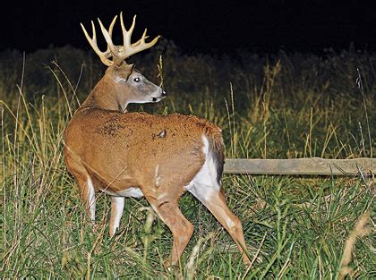 Bucks — ► abbreviation ▪ buckinghamshire … englishtermsdictionary. Top Tactics For Big Woods Bucks - Petersen's Bowhunting