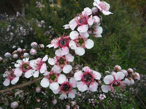 Leptospermum scoparium is a perennial woody evergreen member of the leptospermum genus in the family myrtaceae. Leptospermum 'Mesmer Eyes' - Tea Tree | Gardening With Angus