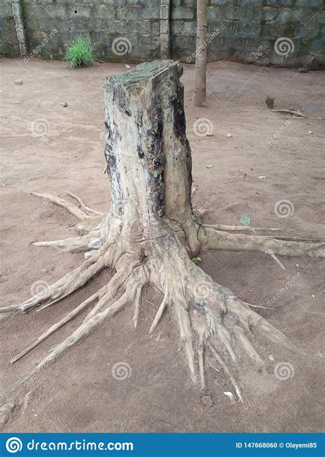 A Lifeless But Good Looking Tree Stock Photo Image Of Lifeless Good