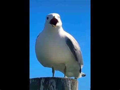 Screaming Seagull Youtube