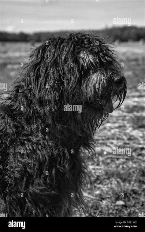 Fluffy Black Dog Hi Res Stock Photography And Images Alamy