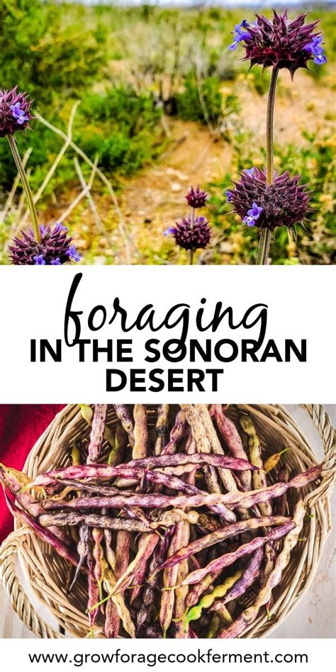 Red beneath a gray surface layer. Sonoran Desert Foraging: What to Forage in Summer ...