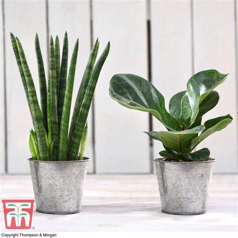 Easy Care Houseplant Collection Thompson And Morgan
