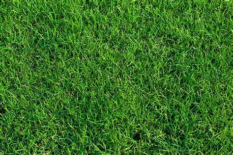 A common kind of grass is used to cover the ground in a lawn and other places. 4 Types of Grasses Well-Suited to Wichita Lawns - Reddi ...