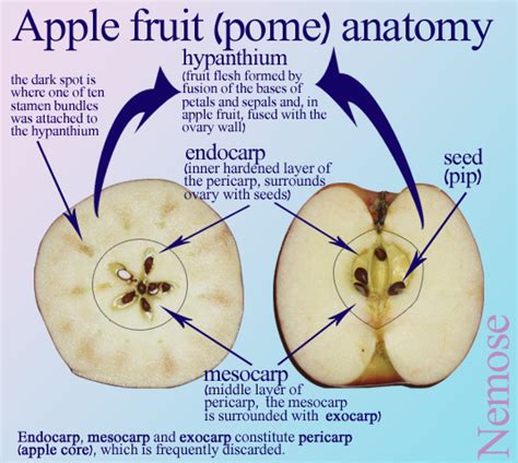 Malus X Domestica Apple Plant Science Biology Lessons Plant Lessons