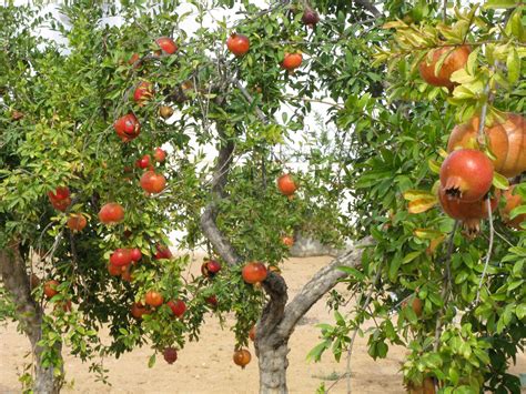 Filmed spring 2019._____have trees already? Free Images : nature, group, plant, white, sweet, ripe ...