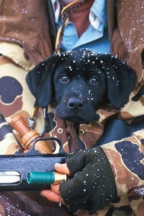 63 Huntingduck Dogsguns And The Outdoor Way Of Life Ideas Hunting