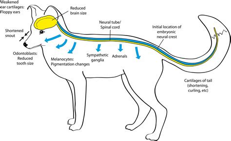 The Domestication Syndrome In Mammals A Unified
