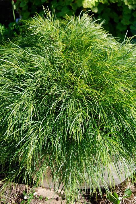 It grows well in full sun to part shade and will tolerate heat and drought once established. Garden amateur: Quiet achiever