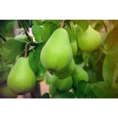 Shop by type, color, zone & more. Home Depot - Fruit Trees Starting at $22.98! (Reg $38)
