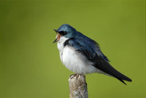 Tree Swallow Indiana Audubon