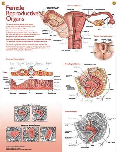 Female Reproductive Organs Anatomy Poster Includes A Description Of The