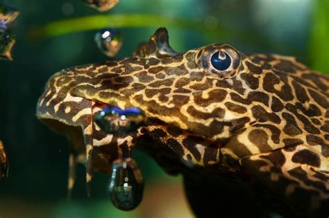 Leopard Frog Pleco The Stunning Golden Catfish You Can Keep At Home