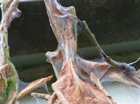 Spider mites are members of the acari (mite) family tetranychidae, which includes about 1,200 species. Spider Mite on a Glasshouse Peach Tree