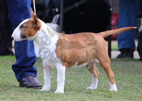 Stolen Bull Terrier Rockmount Darling Downs