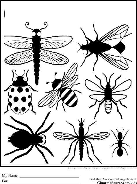 Realistic Bug Coloring Pages Belinda Berubes Coloring Pages
