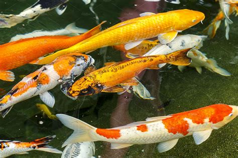 Mutliple Koi Fish Containing Animal Aquarium And Background Animal
