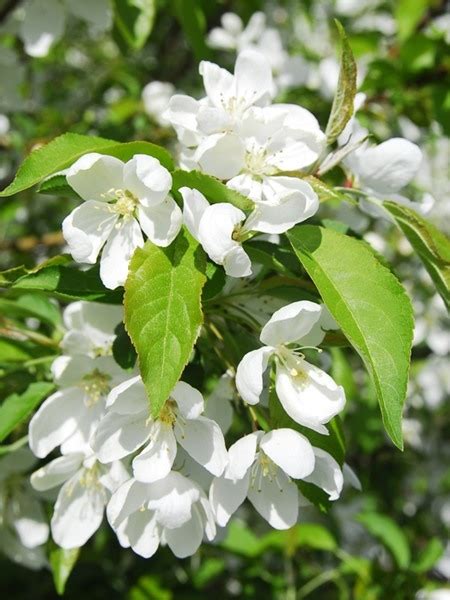 Malus Sargentii Roselow White Flowering Crabapple Brandywine Trees
