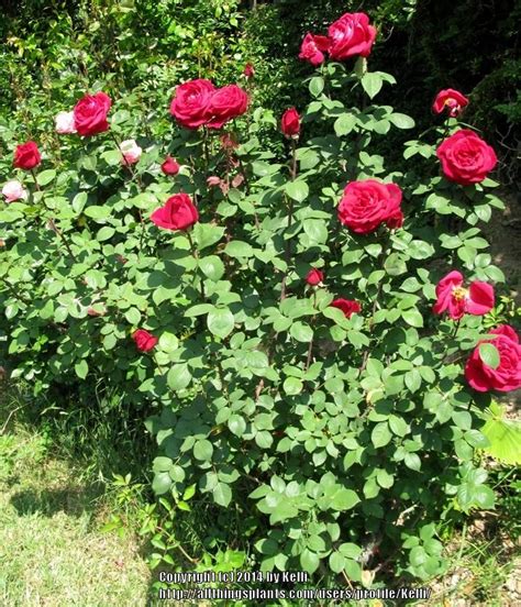 Photo Of The Entire Plant Of Hybrid Tea Rose Rosa Mister Lincoln