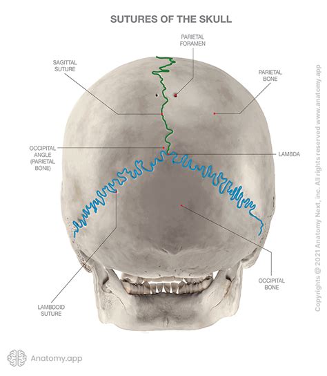 Sutures Of Skull Encyclopedia Anatomyapp Learn Anatomy 3d