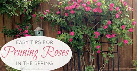 Properly Pruning Roses Helps To Prevent Disease And Encourage Tons Of