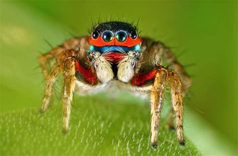 Colorful Jumping Spider Jumping Spider Spider Color
