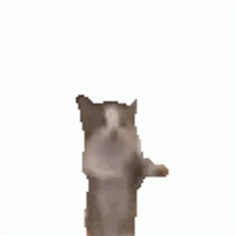 Gianbortion Cat Sticker Gianbortion Cat Dance Descubre Y Comparte Gif