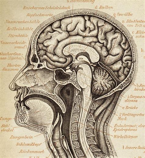 Brain Anatomy Poster Brain Chart Scientific Illustration Etsy Brain