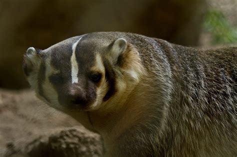 American Badger Wildlife Images Rehabilitation And Education Center